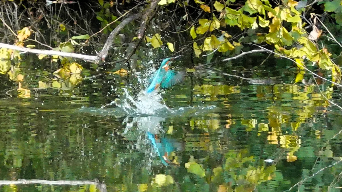 Der auftauchende Eisvogel spiegelt sich im Wasser des Pfäffikersees.